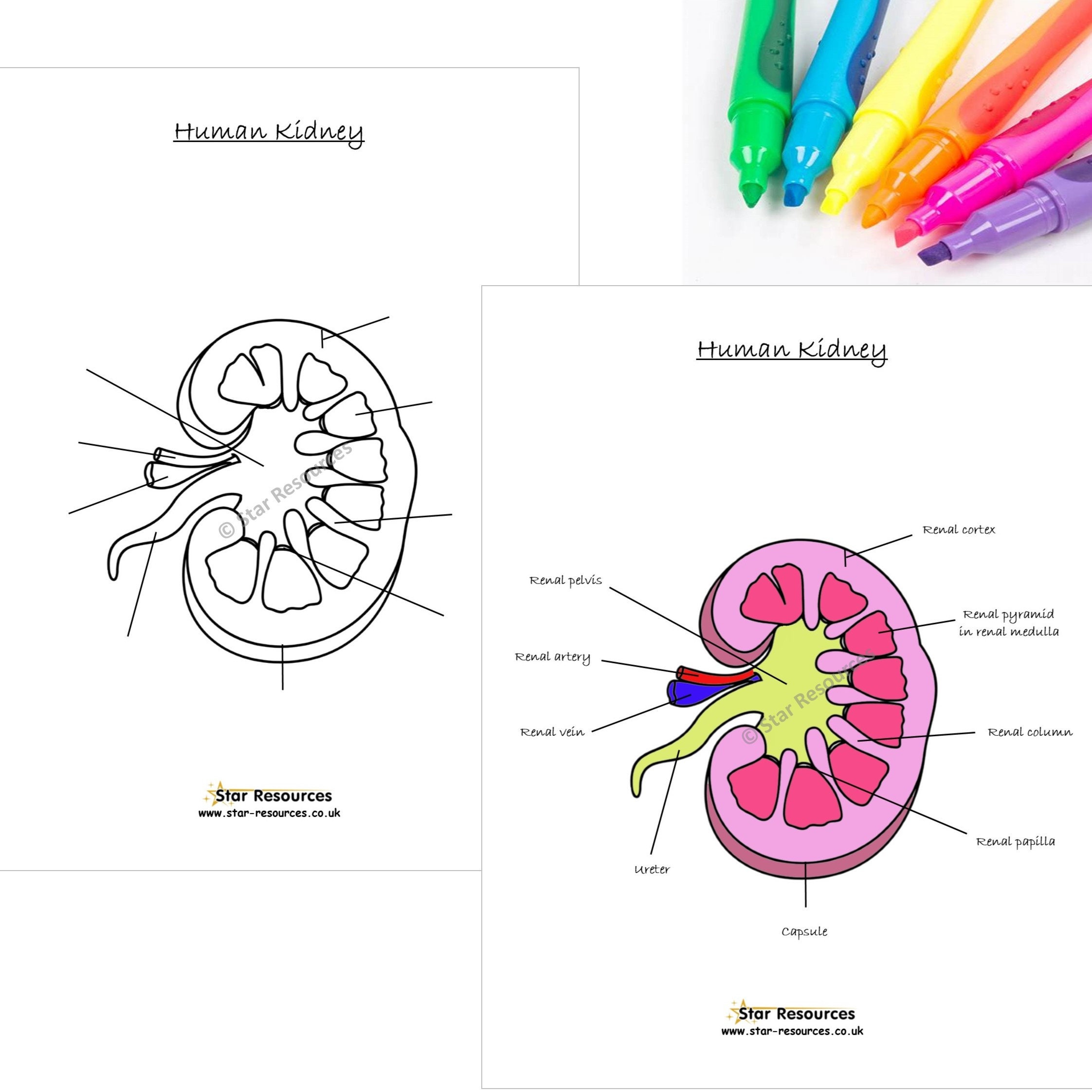 coloriage anatomique