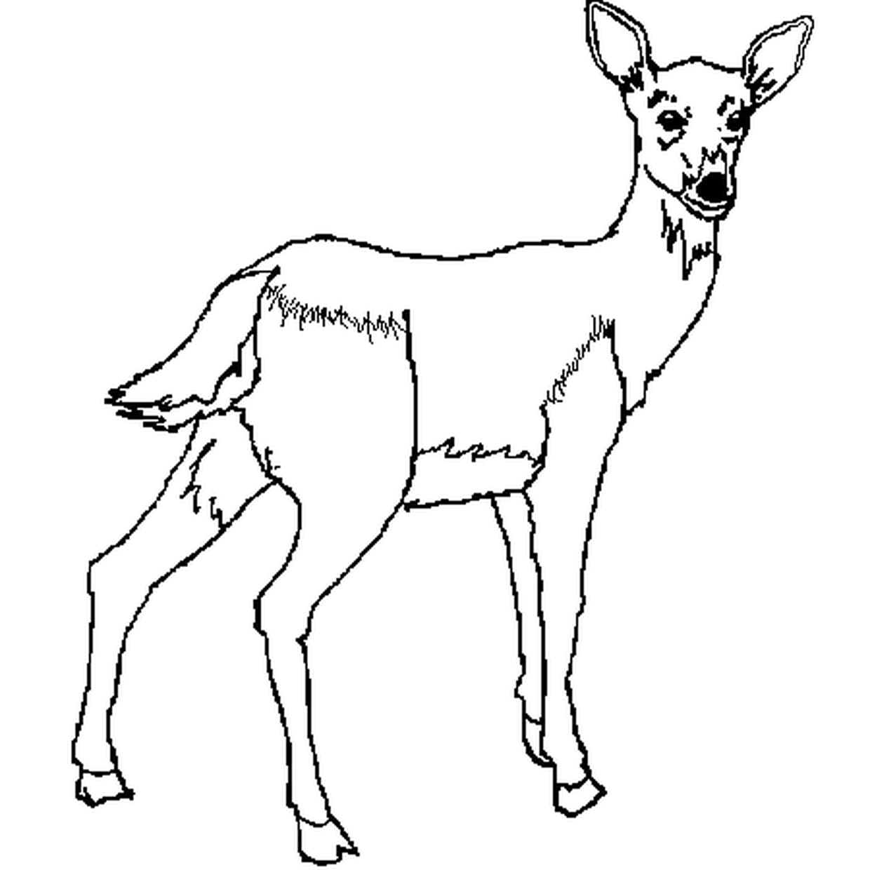 coloriage biche