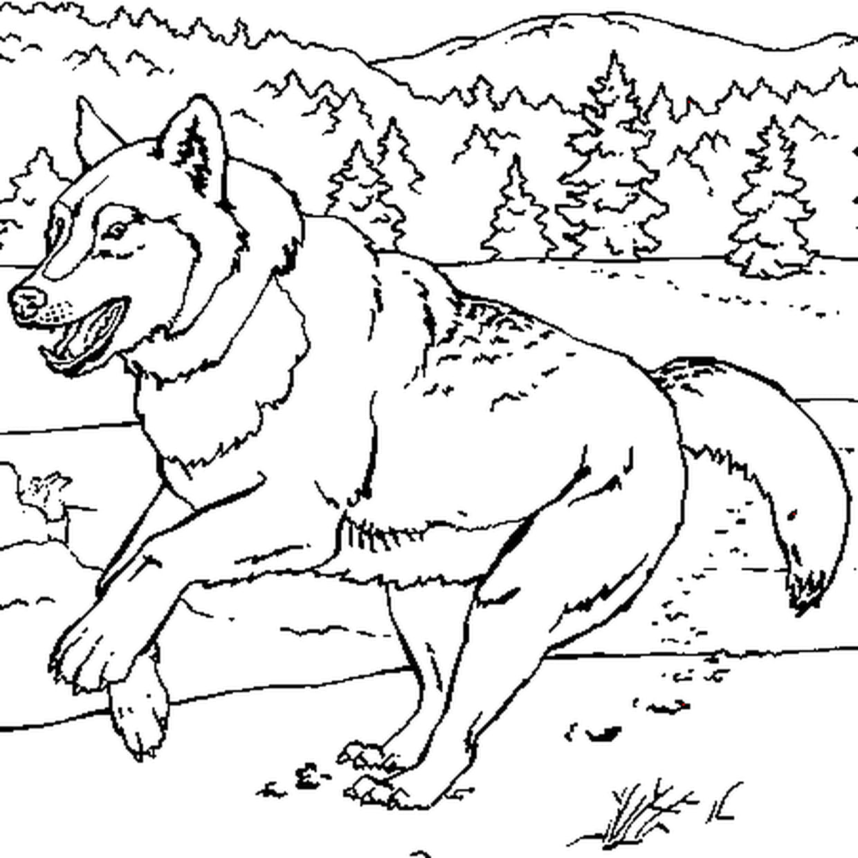 coloriage à imprimer loup