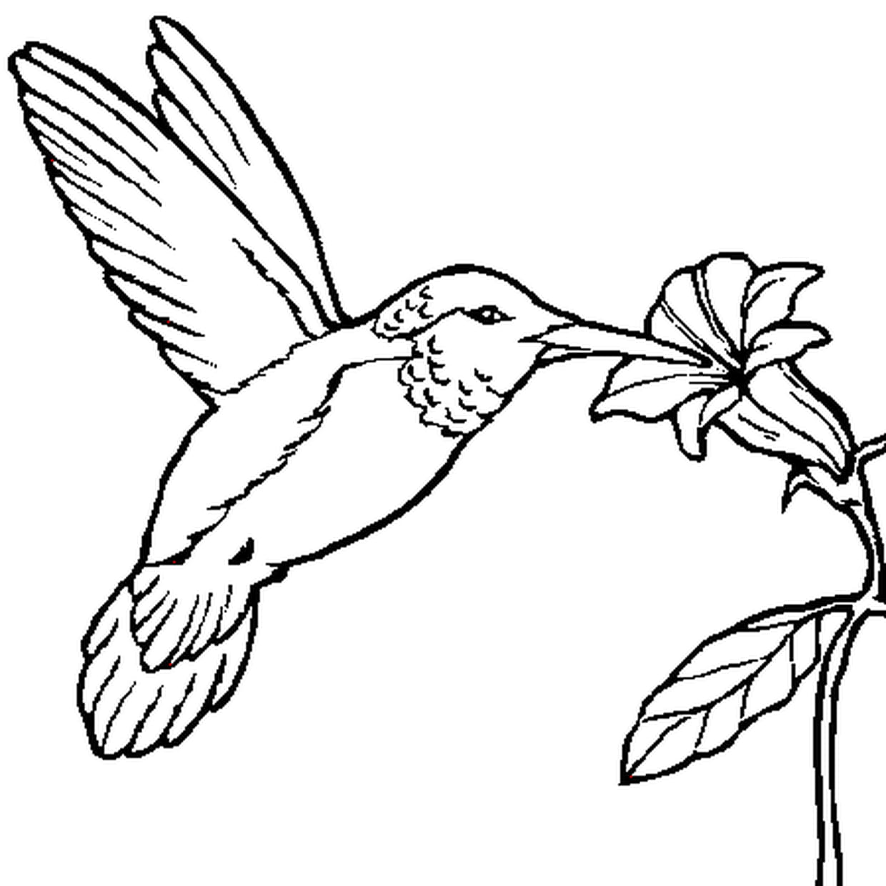 coloriage colibri
