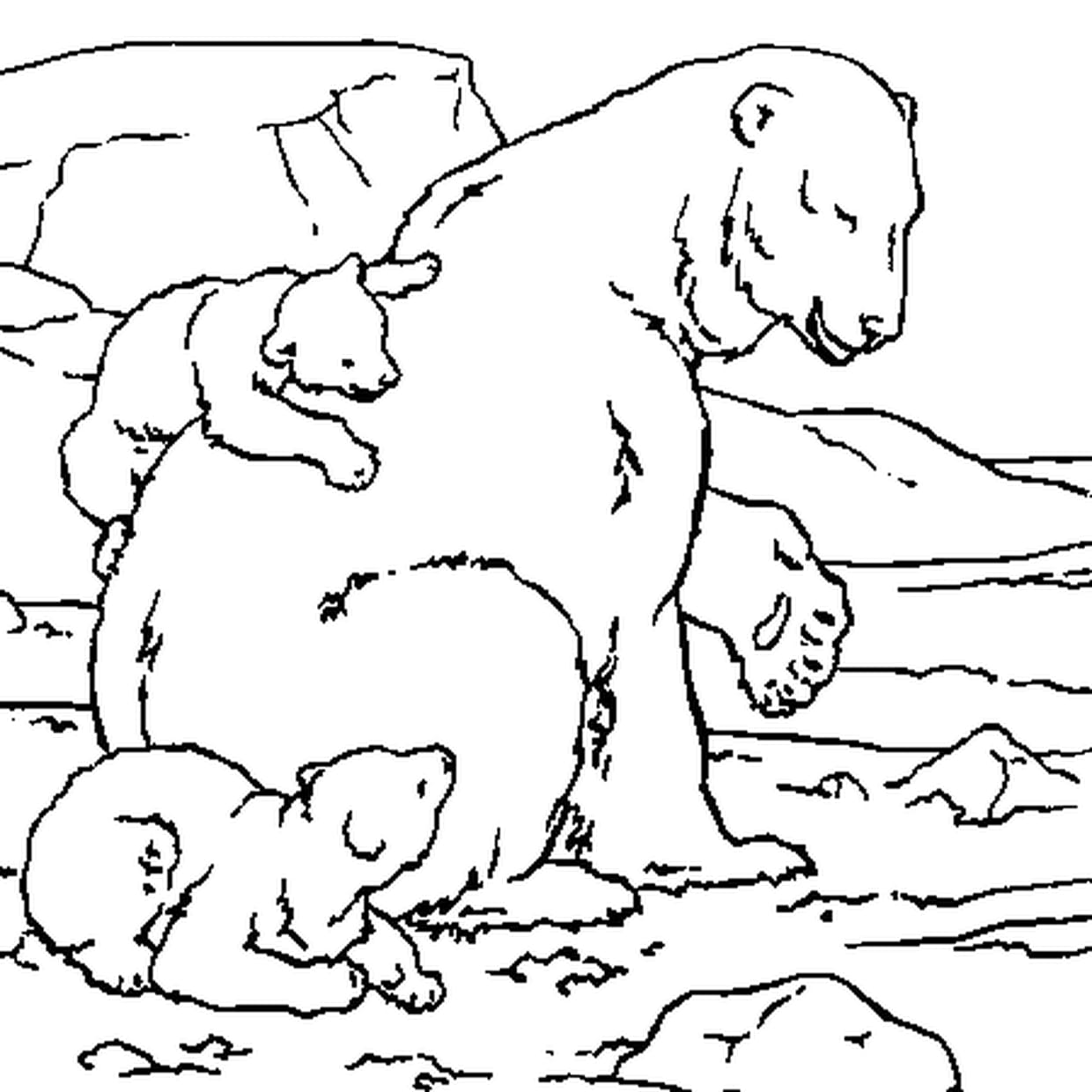 coloriage ours polaire