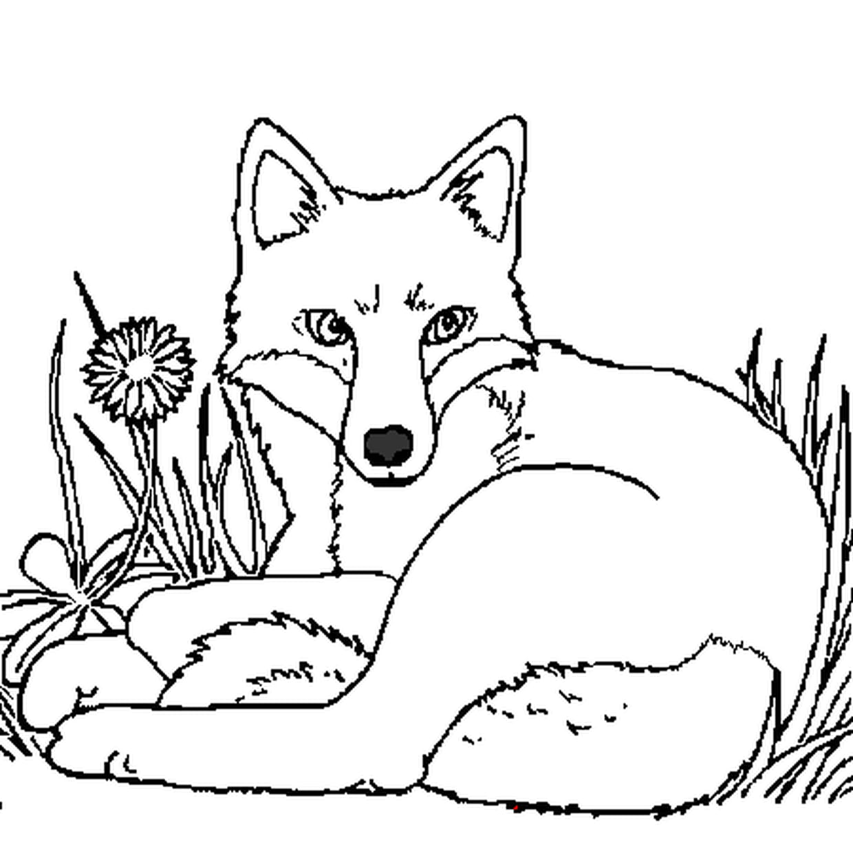 coloriage renard à imprimer