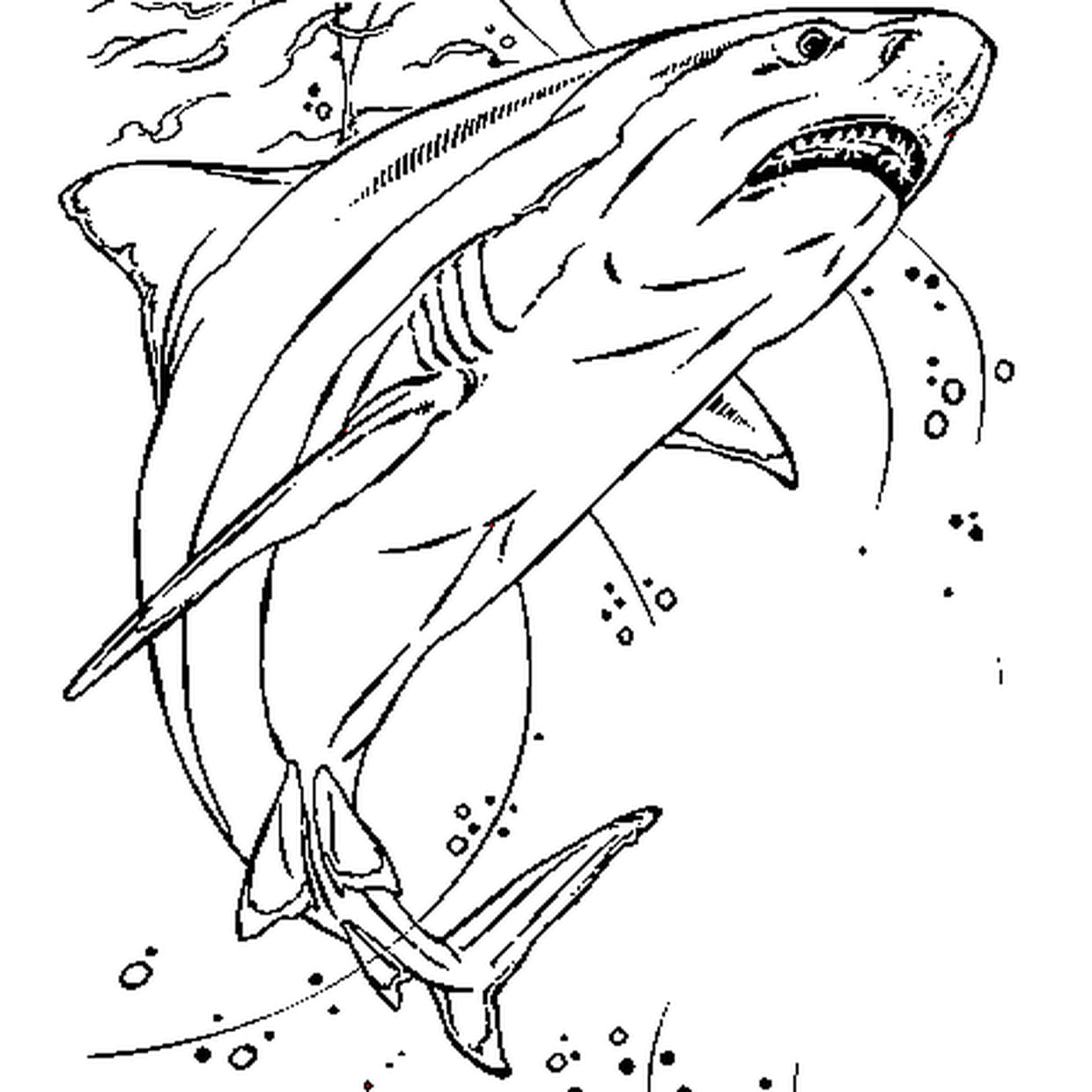 coloriage requin à imprimer