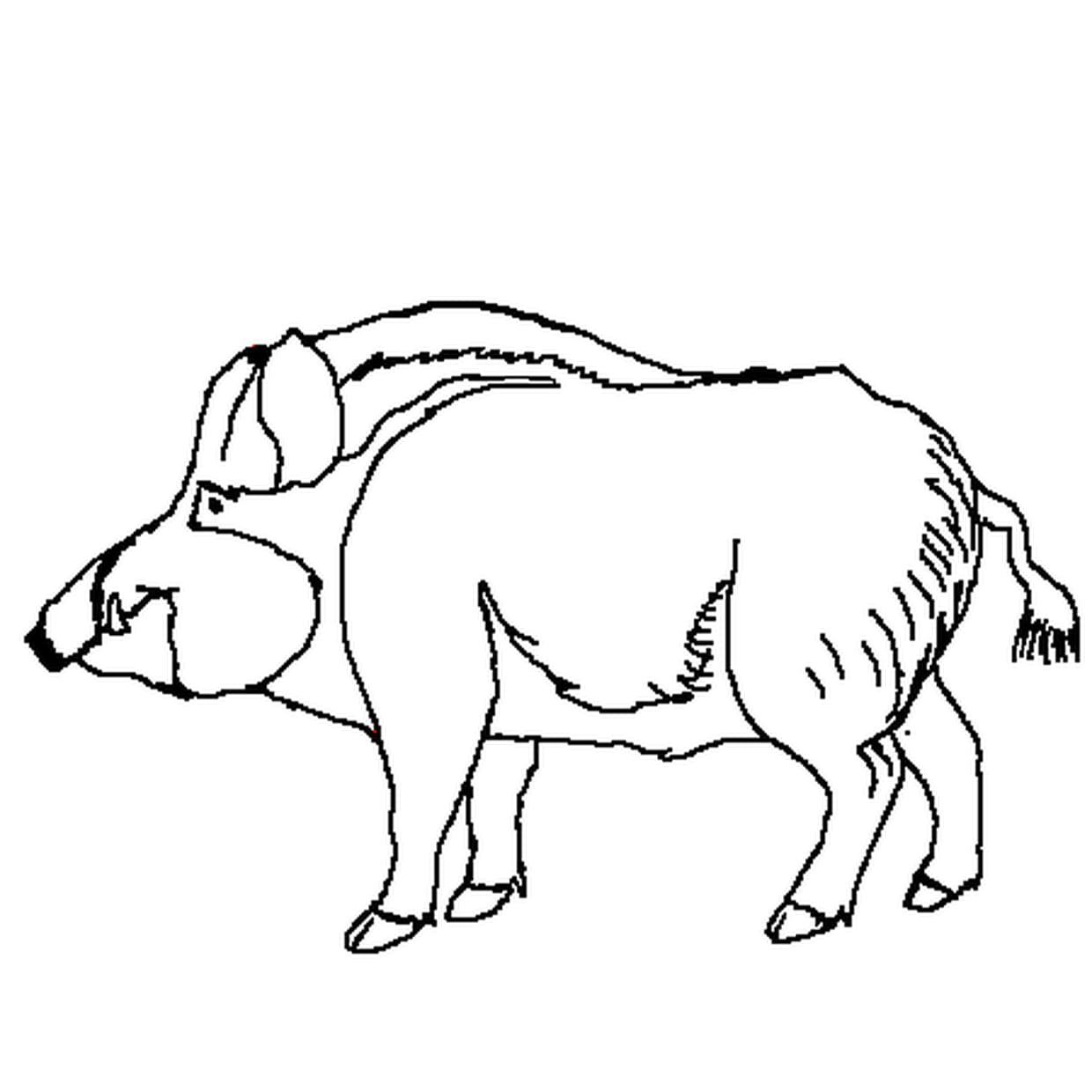 coloriage sanglier