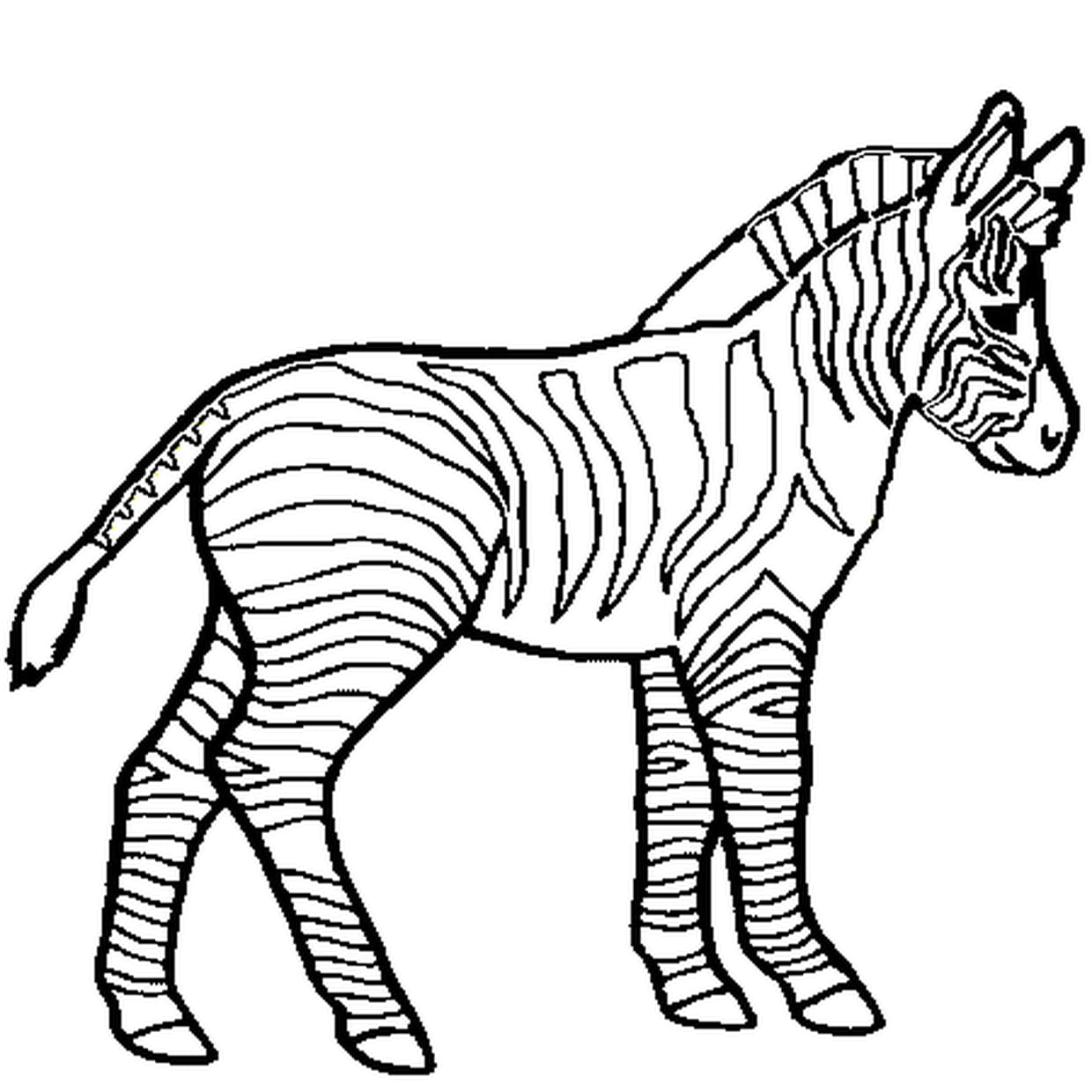 coloriage zèbre