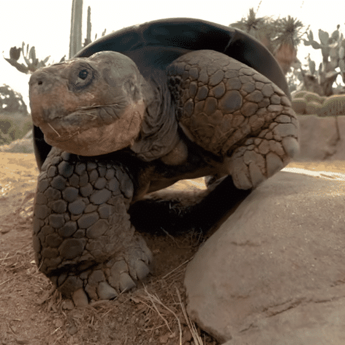 grande tortue mots fléchés