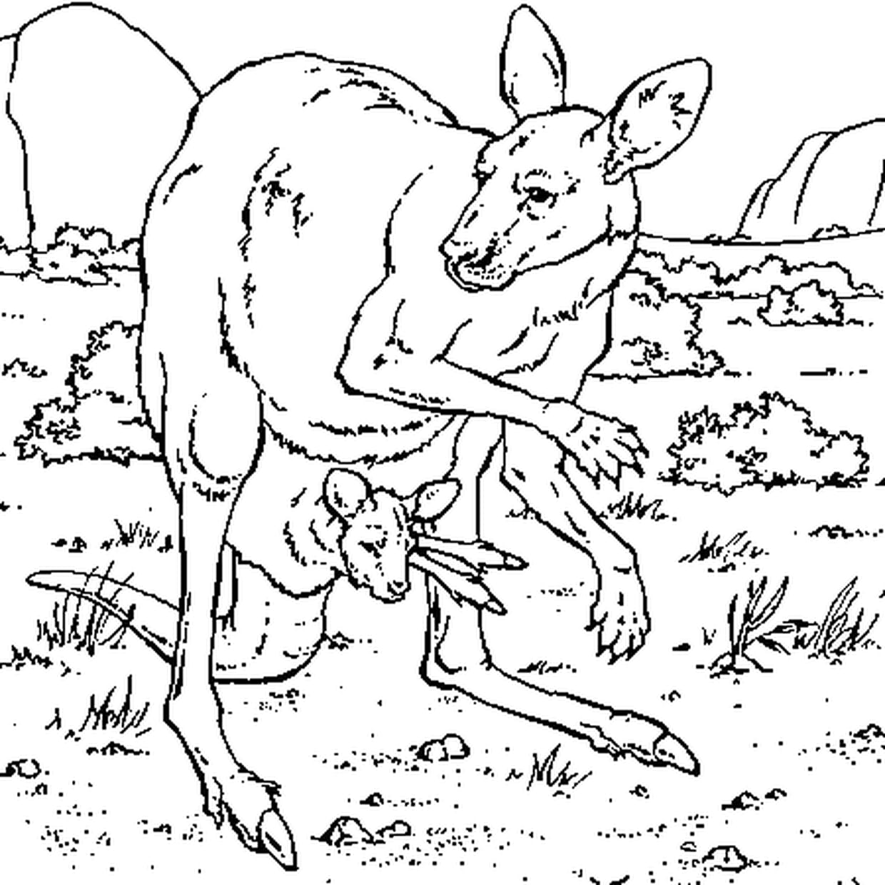 coloriage kangourou