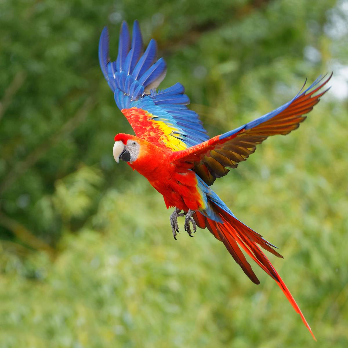 oiseau coloré mots fléchés